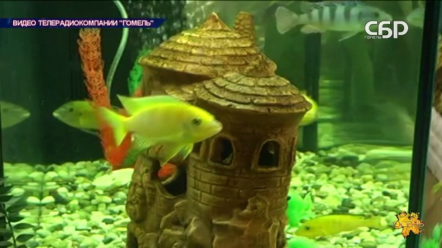 Реконструкция объектов дворцово - паркового ансамбля