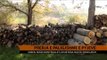 Prerja e paligjshme e pyjeve - Top Channel Albania - News - Lajme