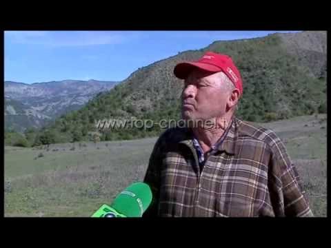 Një histori e rrallë në malet e Shqipërisë - Top Channel Albania - News - Lajme