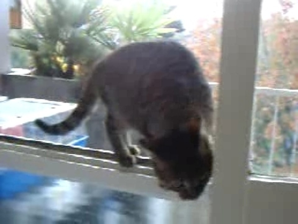 chat a la fenêtre
