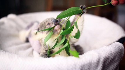 Séance photo pour le mignon bébé Koala