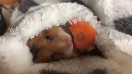 Moment tendresse avec ce cochon d'inde qui mange sa carotte