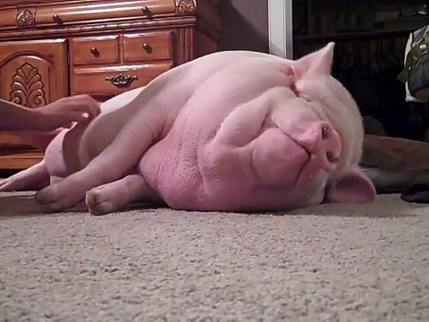 Une fillette s'amuse à réveiller un gros cochon... Trop mignon