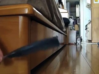 Cat while hunting pigeons