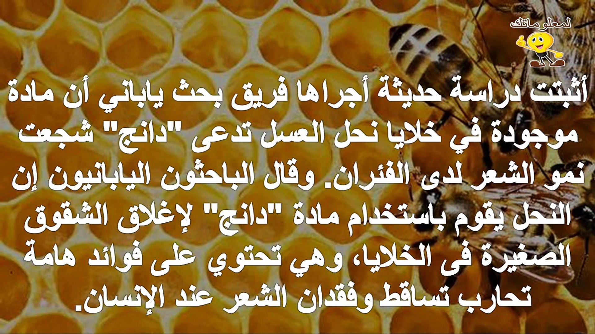 خلايا نحل العسل مفيدة لنمو الشعر Dailymotion Video