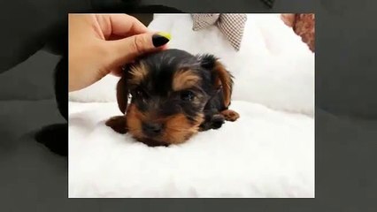 teacup maltipoo puppies for sale