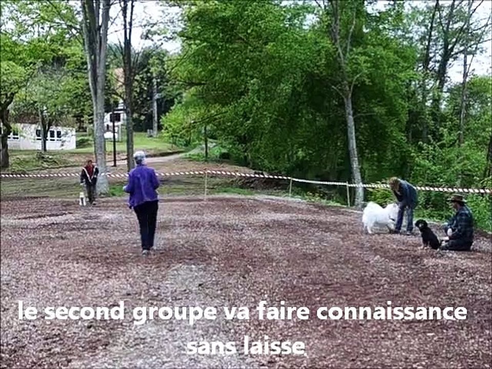 lâcher de chiens (formation éducateur canin)