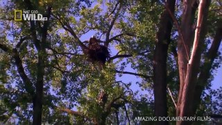 American Eagle - Nature Documentary (HD)