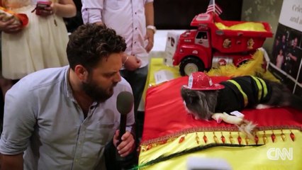 Cat fashion show takes over NYC hotel