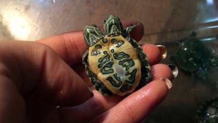 Siamese & Two Headed Turtles UPDATE!