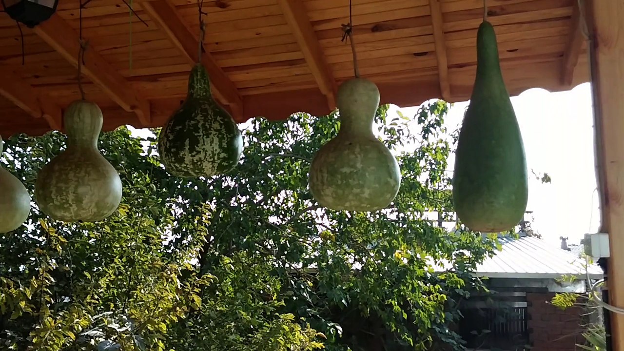 hisar kaligrafi kabak çalışması kurumaya bırakılan