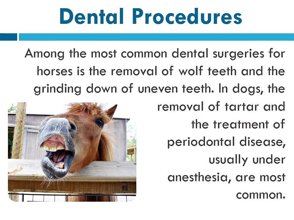 Veterinary surgery & Animals