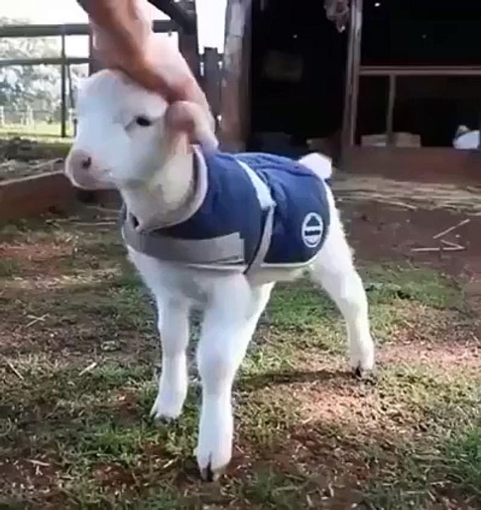 Look at the tail!