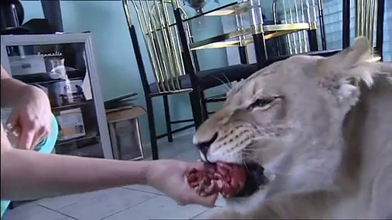 Lion attacks man at home