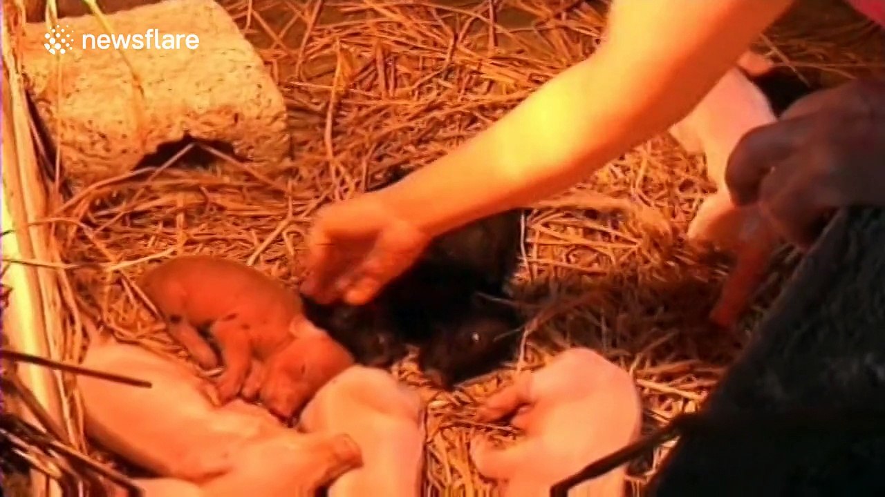 Conjoined twin pigs born in China