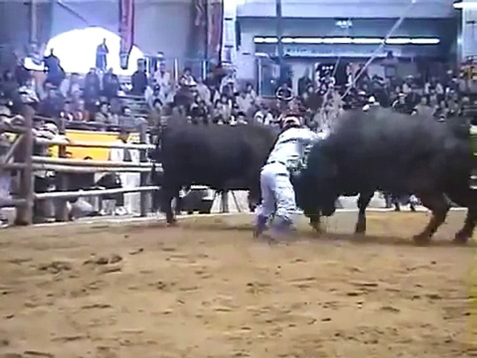dangerous FIGHTING bEtween two BULLS