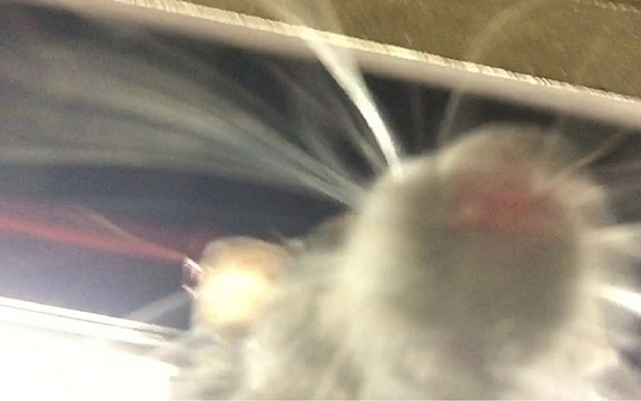 Après Pizza Rat voici Selfie Rat