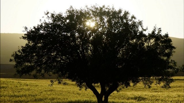 Yar benim dinim imanım Yar benim gönül kemanım Tüter başımda dumanım Nazlı yare böyle söyle