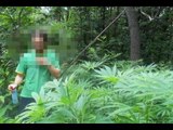 Leini (TO) - Coltivavano marijuana nel bosco, nei guai quattro giovani (24.11.15)