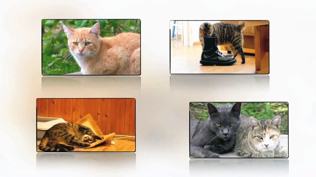 Veterinary surgery & Cats
