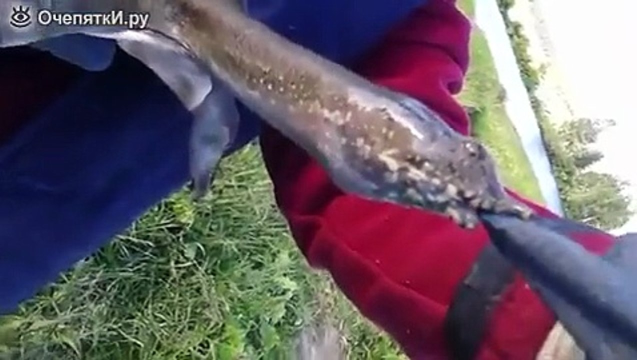 Кусачая черепаха