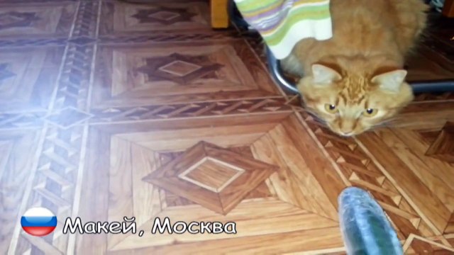 Русские коты НЕ боятся огурцов