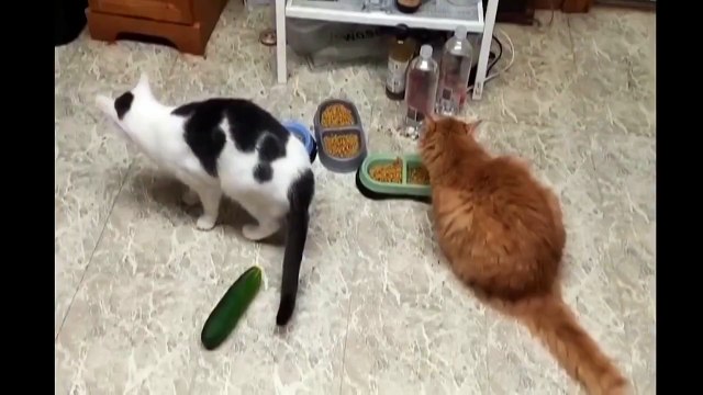 Коты и Страшные Огурцы