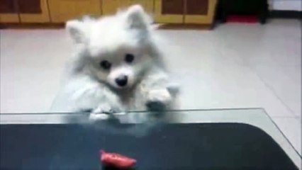 Cutest Little Dog You Ever Seen