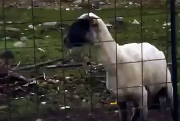 Çığlık Atan Koyun ! (Sheep Scream!)