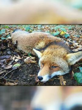 Vos photos de novembre 2015