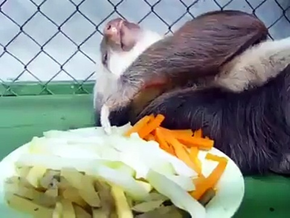 Eating like a boss
