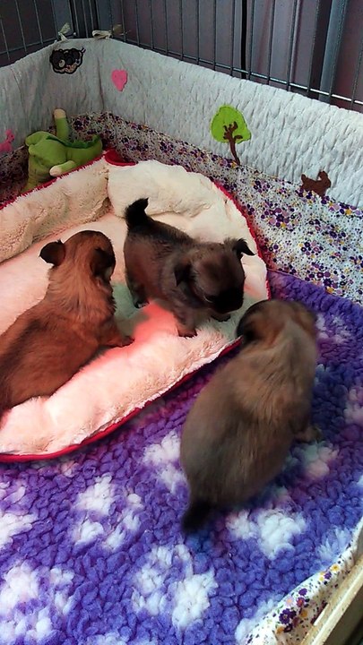 Partie de catch à 3 chichuahua d'1 mois le 24 novembre 2015