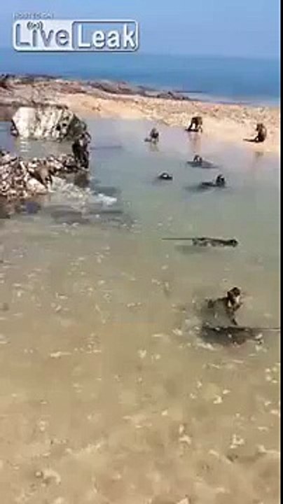 Une Bande de Singes prend du Bon Temps à la Plage