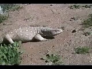 miracle of ALLAH,watch this amazing video