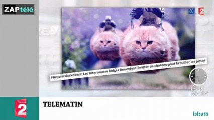 Zapping du 24 novembre 2015 - Belgique : Invasion de lolcats contre le terrorisme !