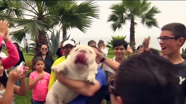 Skateboarding bulldog breaks World Record