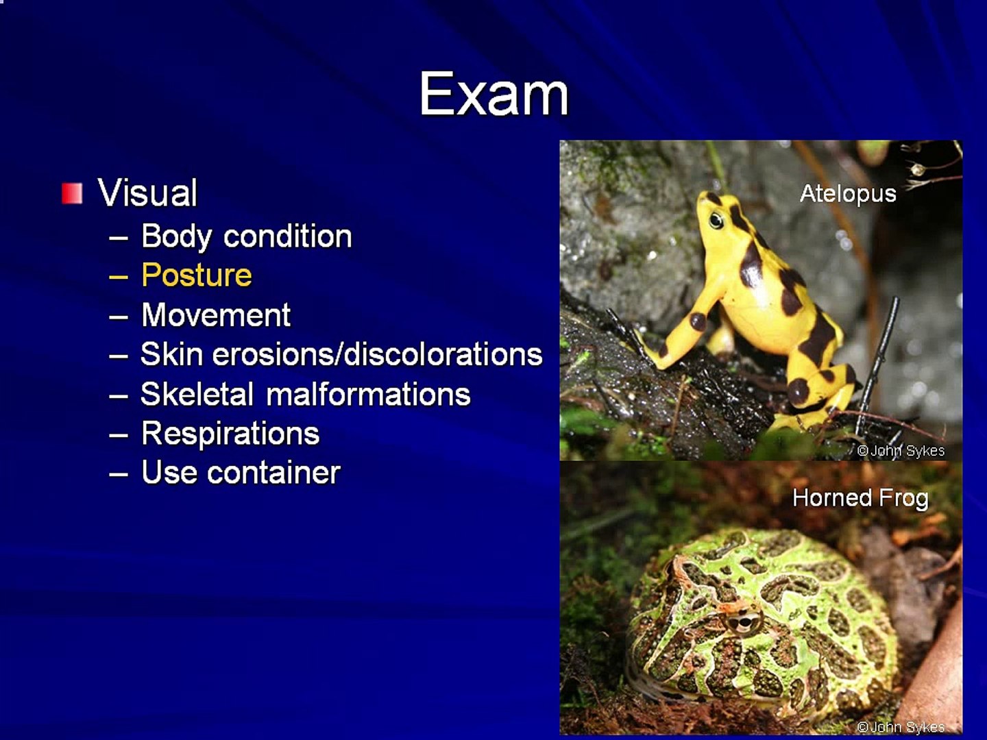 amphibian medicine tutorials