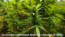 L'Australie va tester le cannabis médical sur les enfants épileptiques (STFR)