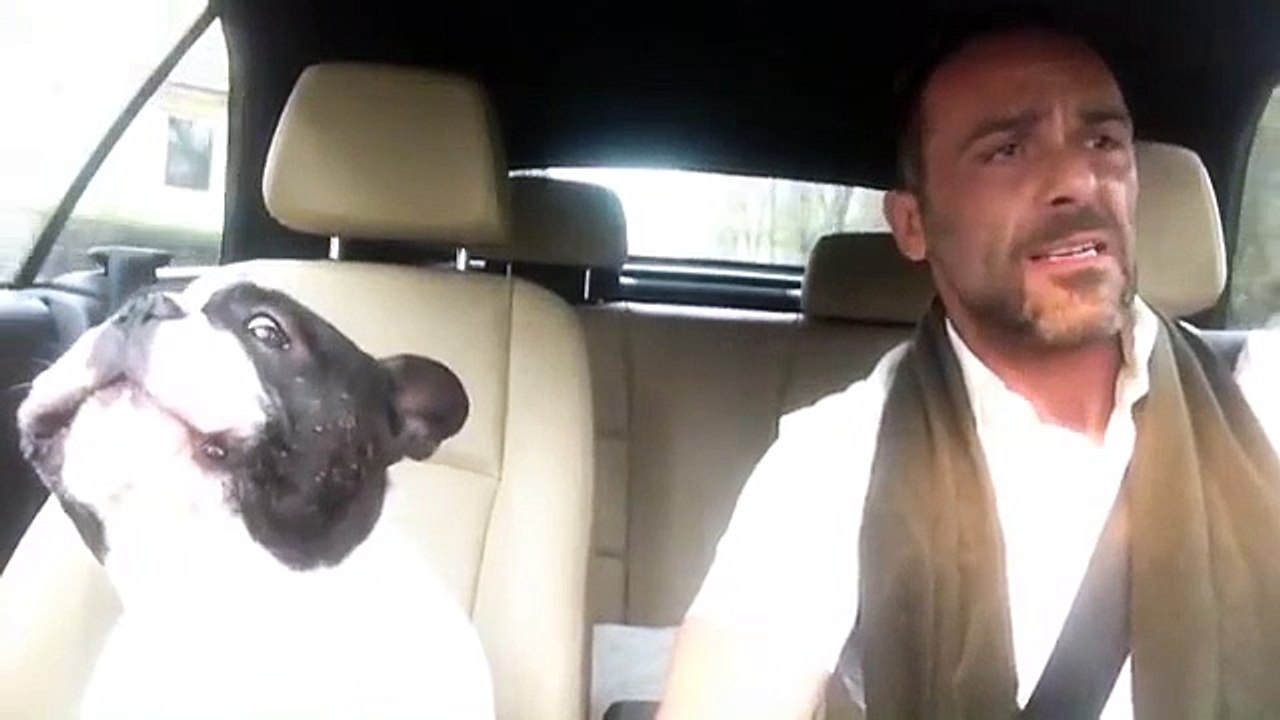 Quand un bouledogue chante Rihanna