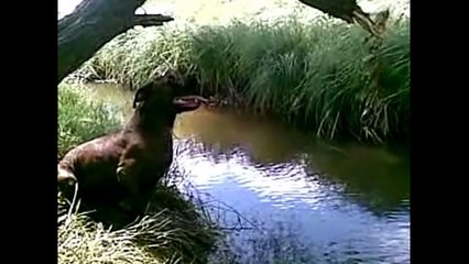 Lustiger Hund - Top 10 Hunde fails #2