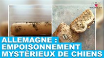 Allemagne : Empoisonnements mystérieux de chiens... Enquête dans la minute chien #46