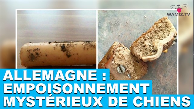 Allemagne : Empoisonnements mystérieux de chiens... Enquête dans la minute chien #46