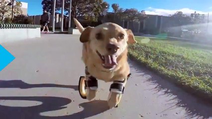 Daisy une Chienne Infirme essaye ses toutes Nouvelles Prothèses