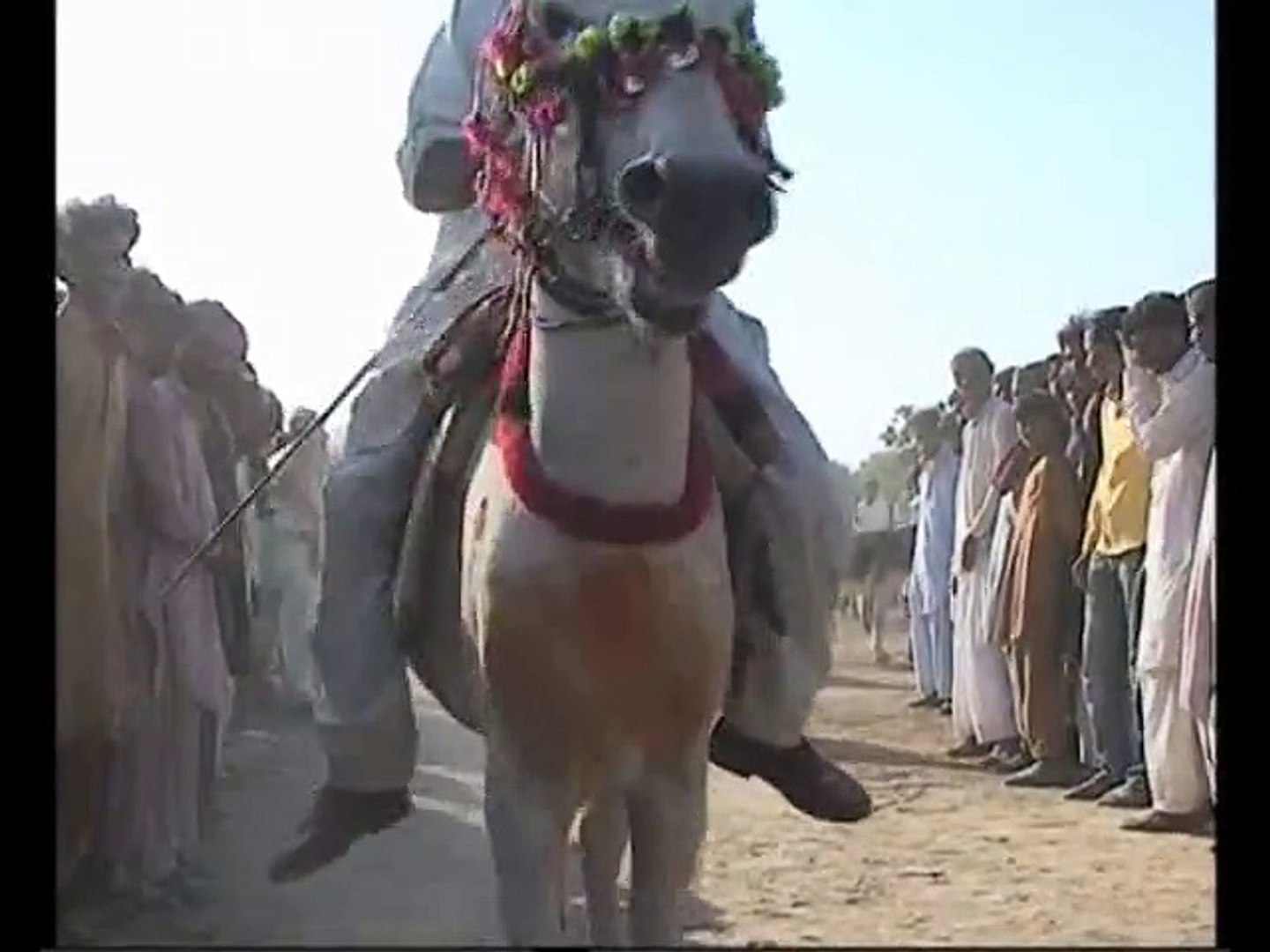 Donkey Race