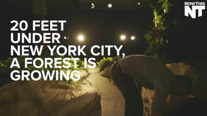 The LowLine Is The World's First Underground Park