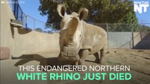 Endangered Northern White Rhino Dies