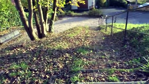 LES W-D.D. MICHOU NEWS - 22 NOVEMBRE 2015 - PAU - RECENSEMEENT DES NIDS DE FRELONS ASIATIQUE DU QUARTIER DU BUISSON.