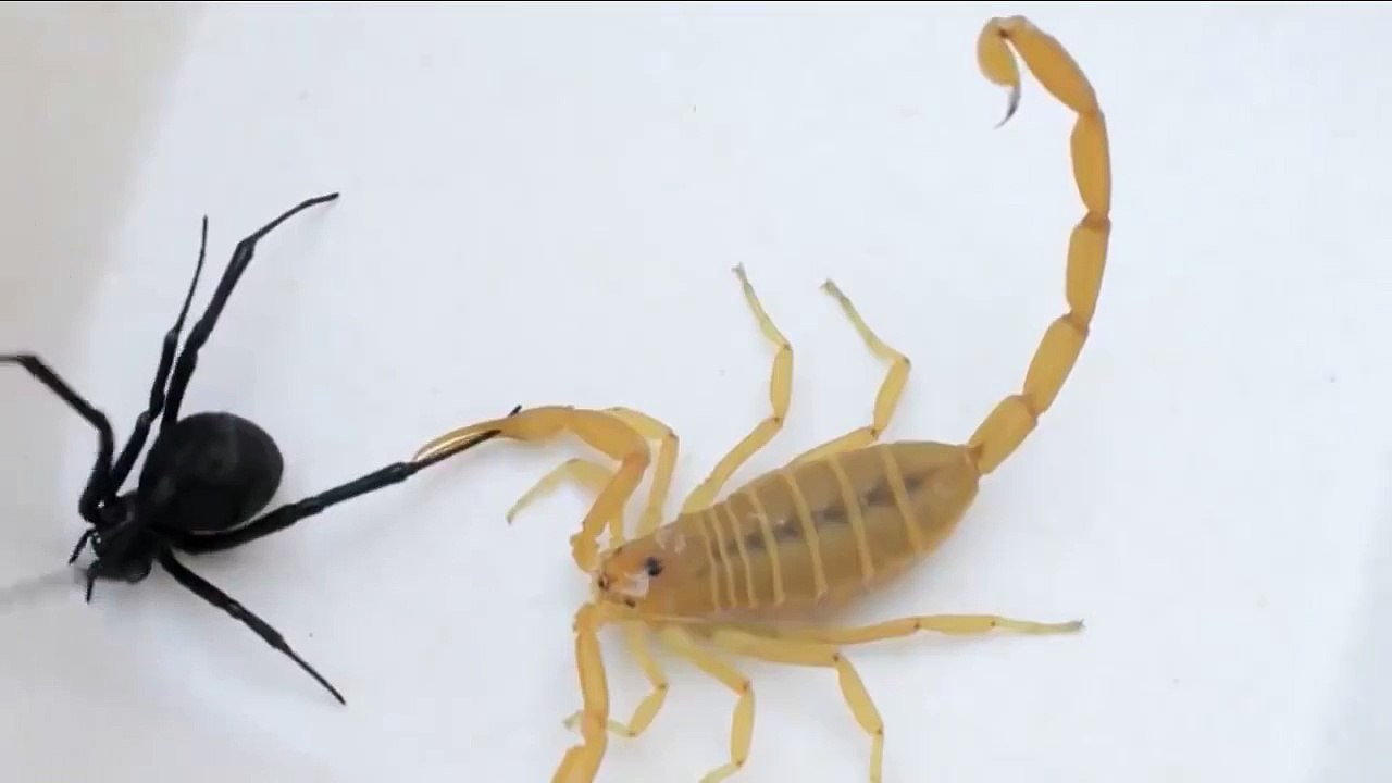 Spider Vs Scorpion