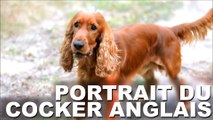Portrait du chien de race Cocker Anglais