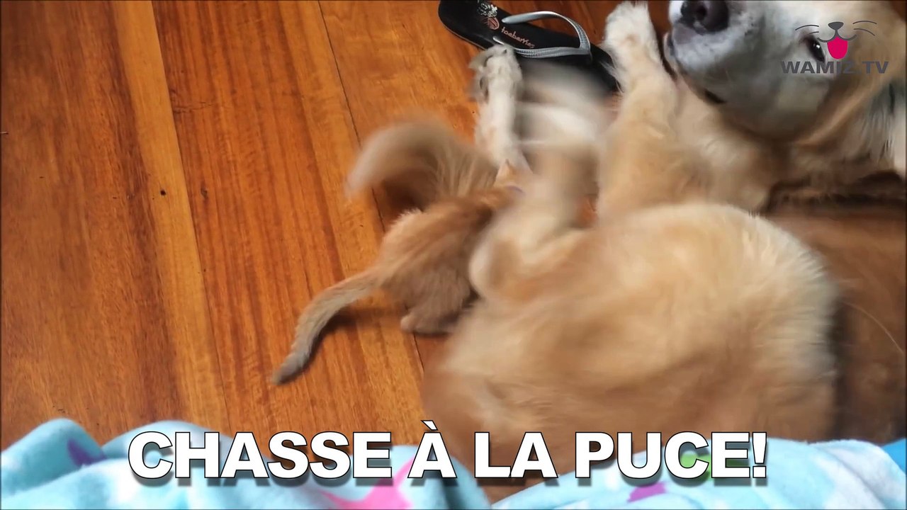 ZAPPINGBUZZ CHIEN #20 WAMIZ TV